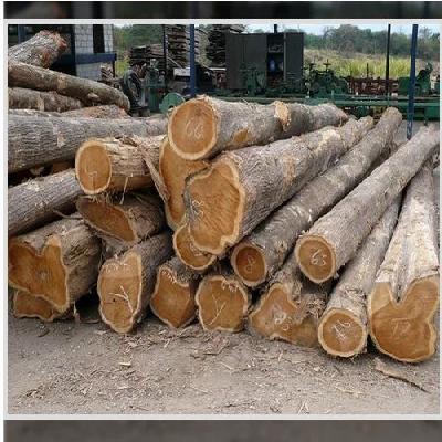 Gmelina Logs