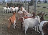 Goat Farming Service