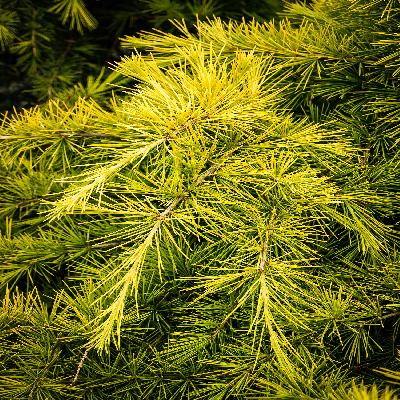 Golden Cedar