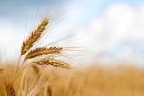 Grain Harvesting