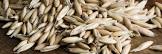 Grain Seed
