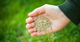 Grass Seeds