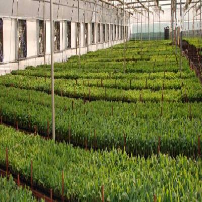 Greenhouse Farming Services