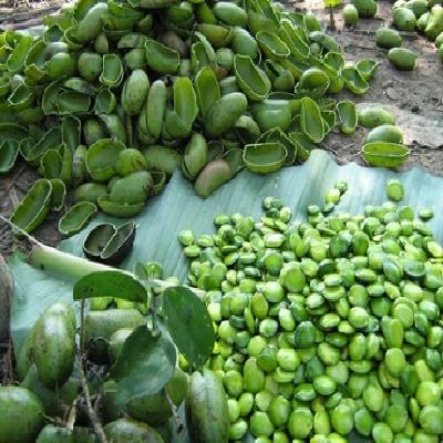 Griffonia Seed