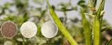 Guar Gum Plant