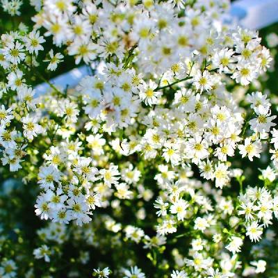 Gypsophila Flower