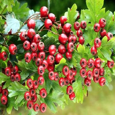 Hawthorn Extract