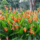 Heliconia Plant