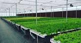Hi-tech Agriculture Consultancy