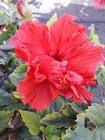 Hibiscus Rosa-sinensis