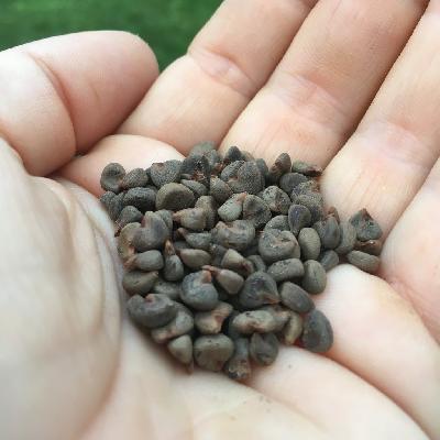 Hibiscus Seeds