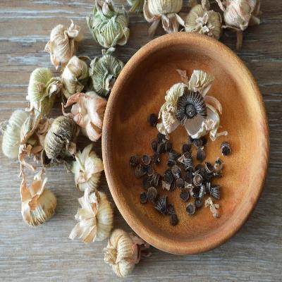 Hollyhock Seeds