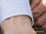 Honey Bees Treatment