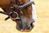 Horse Bit