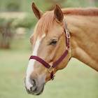Horse Halters