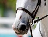 Horse Noseband
