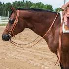 Horse Reins