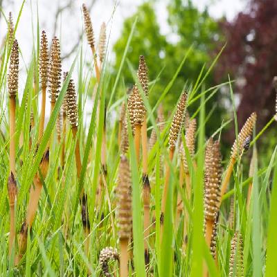 Horsetail Extract