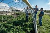 Horticulture Development Services