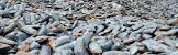 Hot Briquetted Iron