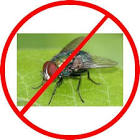 House Flies Control Services