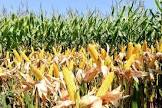 Hybrid Maize Seeds