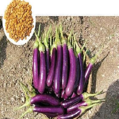 Hybrid Brinjal Seed
