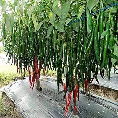 Hybrid Chilli Seeds