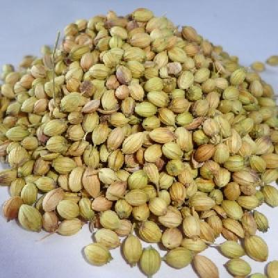 Hybrid Coriander Seed