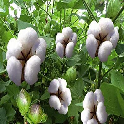 Hybrid Cotton Seed