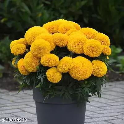 Hybrid Marigold Seeds