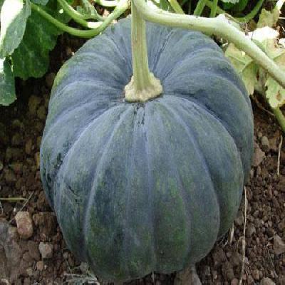 Hybrid Pumpkin Seed