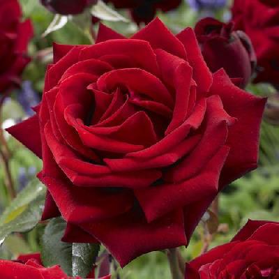 Hybrid Tea Rose Plant