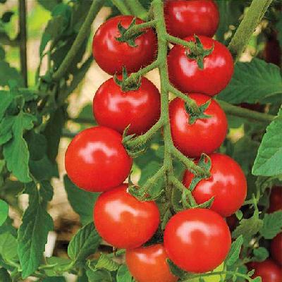 Hybrid Tomato Seed