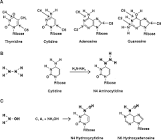 Hydrazine