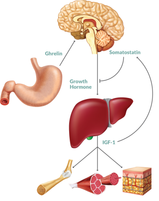 IGF Hormone