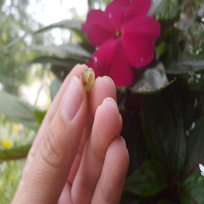 Impatiens Seeds