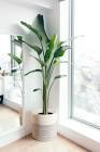 Indoor Planter