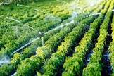 Irrigation Consultants