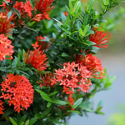 Ixora Plant