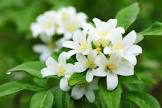 Jasmine Flower