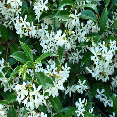Jasmine Plants