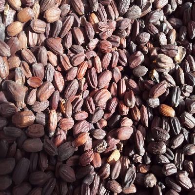 Jojoba Seed