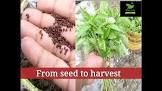 Jute Seeds
