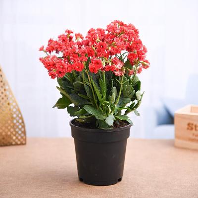 Kalanchoe Plant