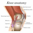 Knee Cap