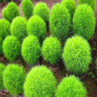 Kochia Seeds 