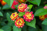Lantana Camara
