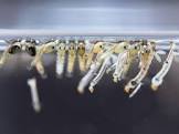 Larvicides Treatment