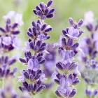 Lavender Flower